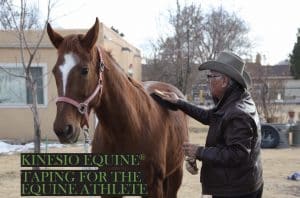 Dr.Kase Taping brown horse